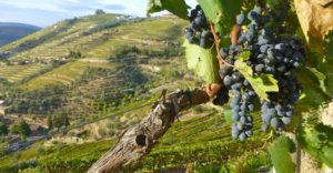 История виноделия в Португалии
